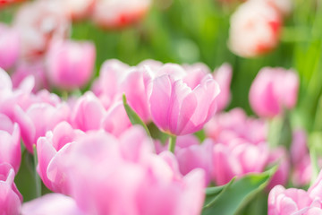Selective focus of pink tulips flowering under sunlight at summer or spring day landscape.