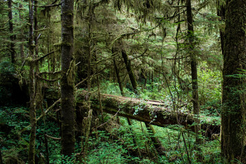 Fototapeta premium Majestic fallen tree in rain forest with vines and foliage