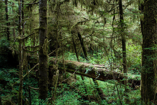 Majestic Fallen Tree In Rain Forest With Vines And Foliage