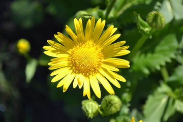 Spring flowers