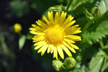 Spring flowers
