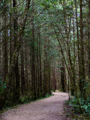 Fototapeta na wymiar Winding dirt path through rain forest of pines with scattered light