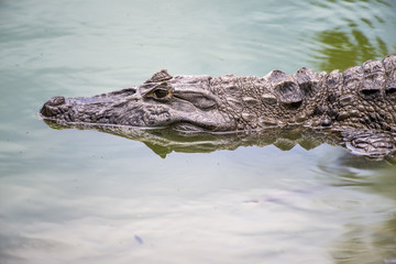 Naklejka premium Caiman