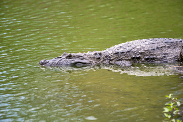 Caiman