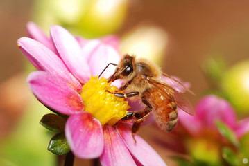 Honey bee collecting nectar from a flower