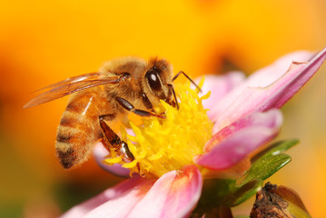 Honey bee collecting nectar from a flower