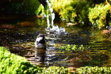 水浴びするヒガラ