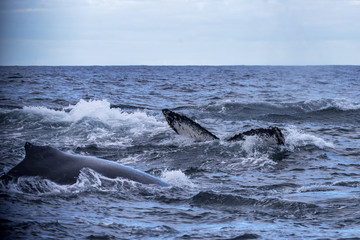 Fototapeta premium Humpback whale