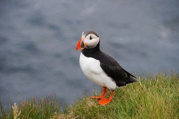 Atlantic Puffin in Latrabjarg cliffs, Iceland.