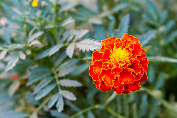 Beautiful flower marigold