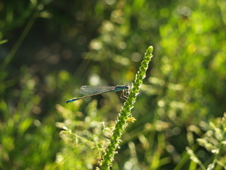 blue Dragonfly
