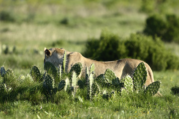 Lioness in hunting mode, South Africa