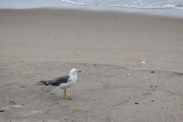 波打ち際にたたずむカモメ