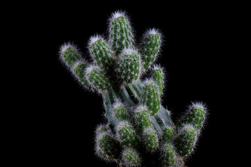 Cactus on black