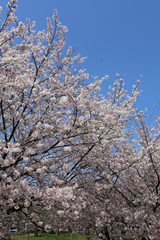 河川敷の桜