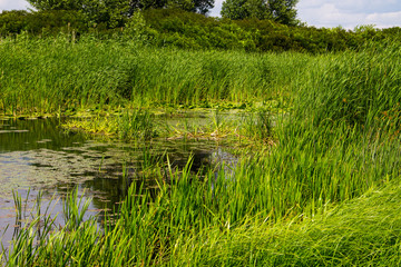 Swampy river overgrown with water plants