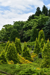 Fototapeta premium コニファーの公園