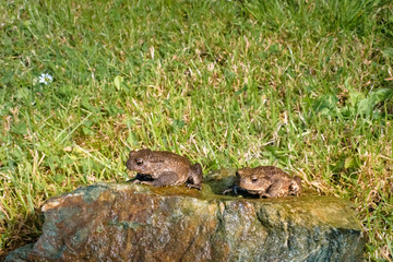 Amphibian, Common British Toad / Frog