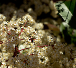 Cherry plum bush with red leaves blossom on spring