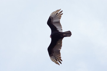 Soaring turkey vulture (Cathartes aura) in the sky