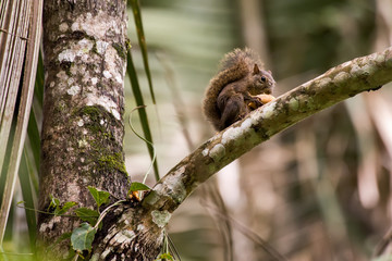 Fototapeta premium Squirrel