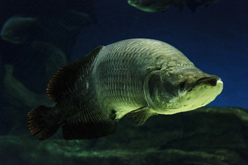 Fototapeta premium arapaima