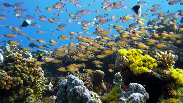 Slender cardinalfish Rhabdamia gracilis swimming underwater in Egypt