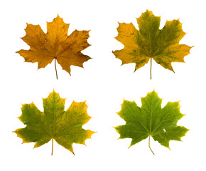 Set the autumn maple branch with leaves isolated