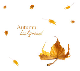 Autumn maple branch with leaves isolated on background