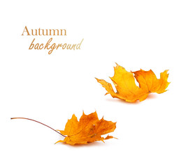 Autumn maple branch with leaves isolated on background