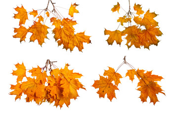 Set the autumn maple branch with leaves isolated on background