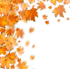 Naklejka na ściany i meble Orange autumnal branch of tree on isolated background