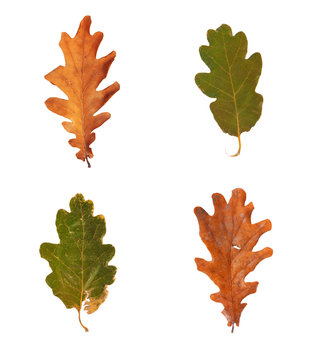 Set dried autumn oak leaves isolated on background