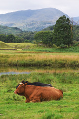 Cows Grazing - 166773223
