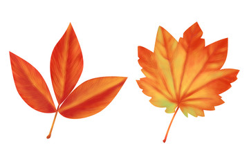 Autumn leaves02