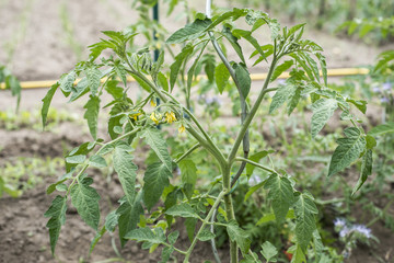 yellow tomato flower branch leave bio organic healthy outdoor germany macro closeup