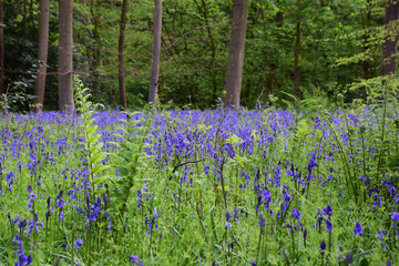 Bluebells in the Cotswolds - 166773607