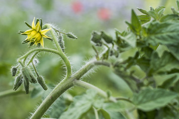 yellow tomato flower branch leave bio organic healthy outdoor germany macro closeup