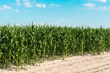 Field of corn