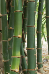 Fototapeta na wymiar Close up green bamboo in the forest.