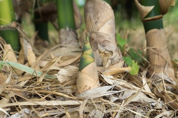 Close up bamboo shoot in the forest.