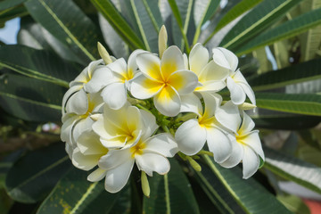 White of frangipani flower on the tree.