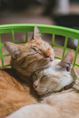 Cat hugging in the basket