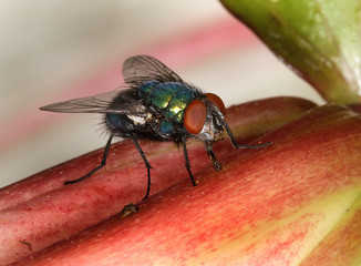 Greenbottle fly on plant.