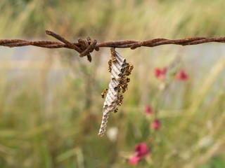 wasp's nest on old barbed wire.