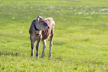 Kälbchen im Allgäu - Wiese - Sommer