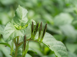 Seeds of Ruellia tuberosa on plant.