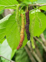 Long Mulberry fruit on branc are growing and green nature background.