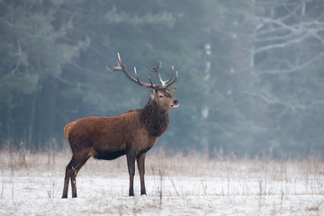 Single Adult Noble Red Deer ( Cervidae ) With Big Horns On Snowy Grass Field At Foggy Forest Background. European Wildlife Landscape With Snow And Lonely Trophy Deer Stag With Big Antlers. Belarus