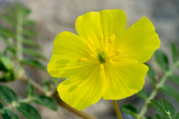 Yellow flowers of Tribulus terrestris plant.